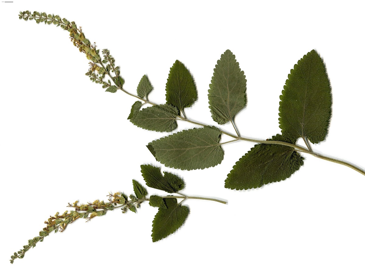 Teucrium scorodonia (Lamiaceae)